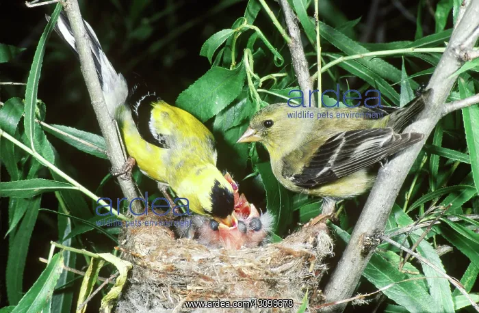  : American Goldfinch feeding chicks at nest