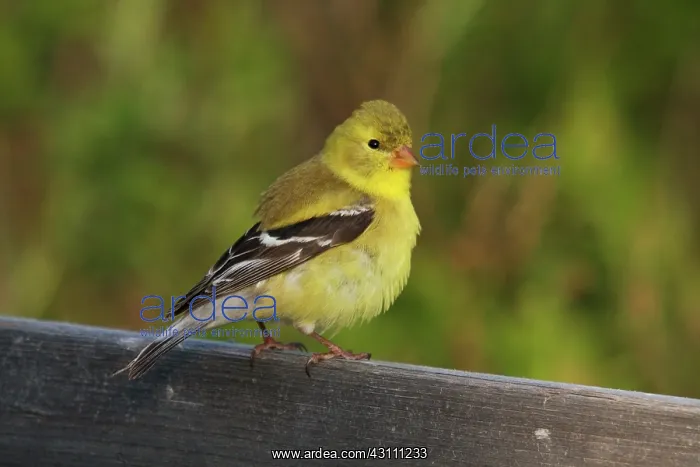 : American Goldfinch Female : American Goldfinch Female
