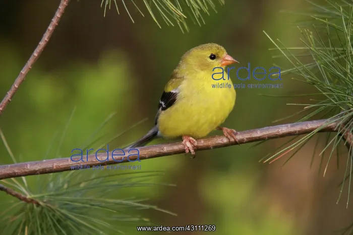 : American Goldfinch Female : American Goldfinch Female