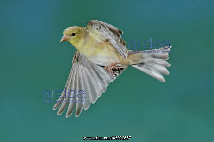 : American Goldfinch Hen in flight : American Goldfinch Hen in flight