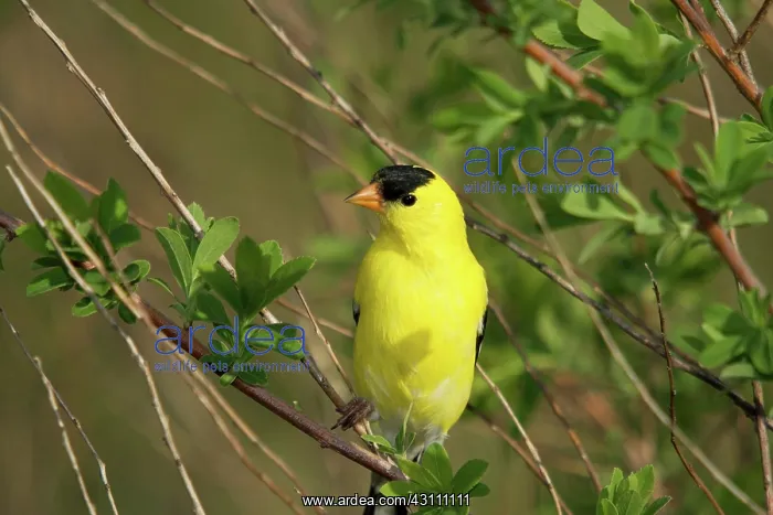 : American Goldfinch Male : American Goldfinch Male