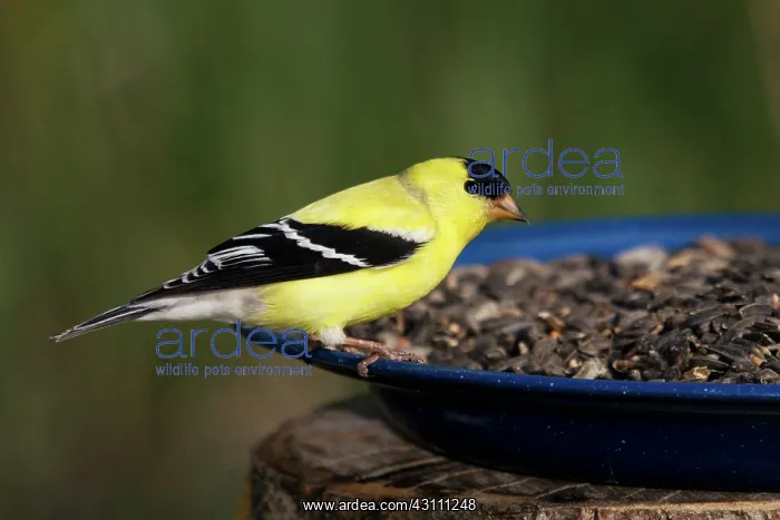 : American Goldfinch Male : American Goldfinch Male