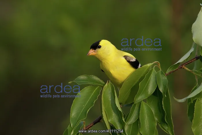 : American Goldfinch Male : American Goldfinch Male