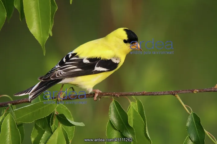 : American Goldfinch Male : American Goldfinch Male