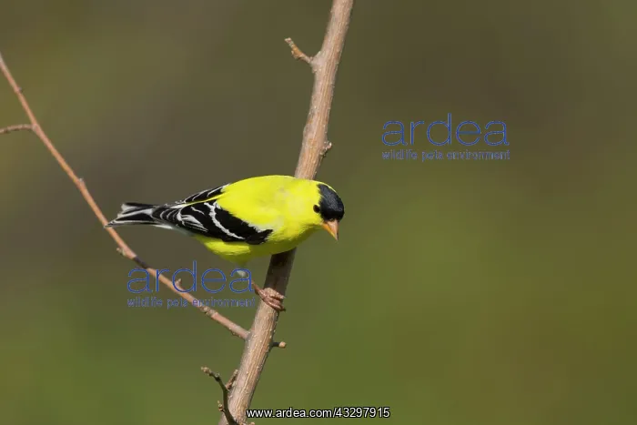 : American Goldfinch - male in breeding plumage : American Goldfinch - male in breeding plumage