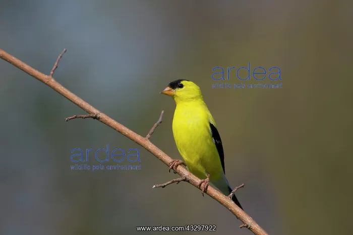  : American Goldfinch - male in breeding plumage