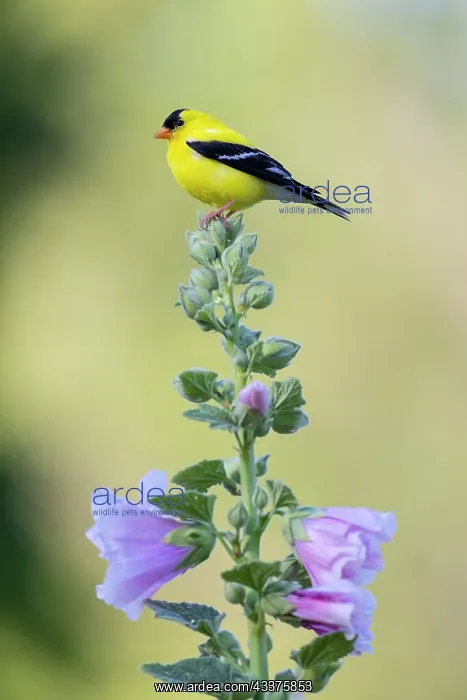 : American goldfinch male on hollyhock, Marion County : American goldfinch male on hollyhock, Marion County