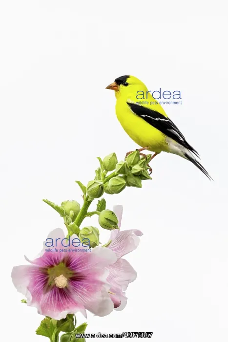 : American goldfinch male on hollyhock, Marion County : American goldfinch male on hollyhock, Marion County