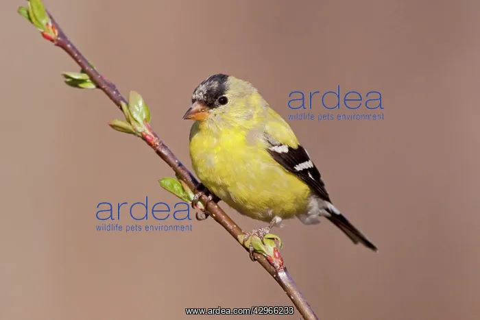 : American Goldfinch. Male molting into spring plumage : American Goldfinch. Male molting into spring plumage