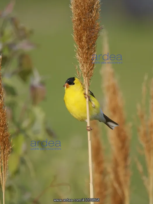 : American Goldfinch - male Spinus tristis Ohio, USA BI036296 : American Goldfinch - male Spinus tristis Ohio, USA BI036296
