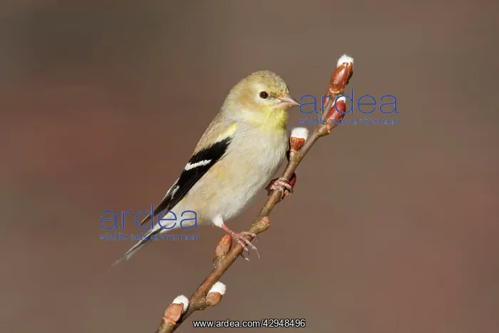 : American Goldfinch - male in winter plumage : American Goldfinch - male in winter plumage