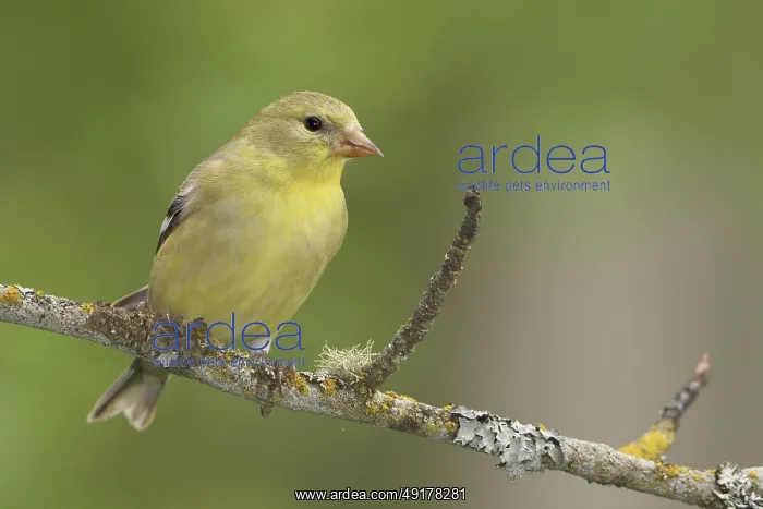 : American Goldfinch (Spinus tristis) female perched on a branch : American Goldfinch (Spinus tristis) female perched on a branch
