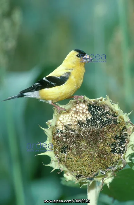 : American Goldfinch at Sunflower : American Goldfinch at Sunflower