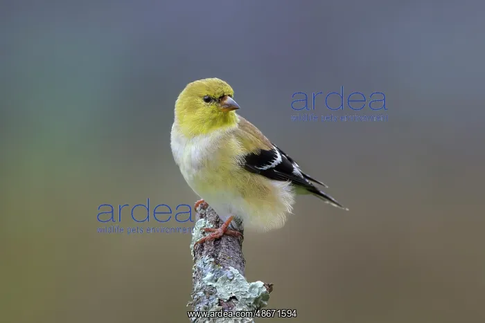 : American goldfinch transitioning from winter to breeding : American goldfinch transitioning from winter to breeding