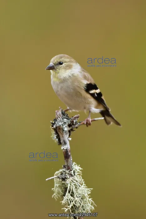 : American Goldfinch - in winter plumage : American Goldfinch - in winter plumage