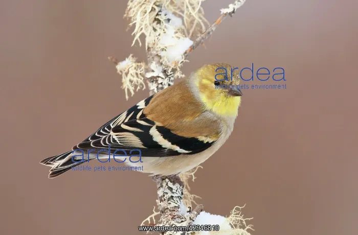 : American Goldfinch - in winter plumage : American Goldfinch - in winter plumage