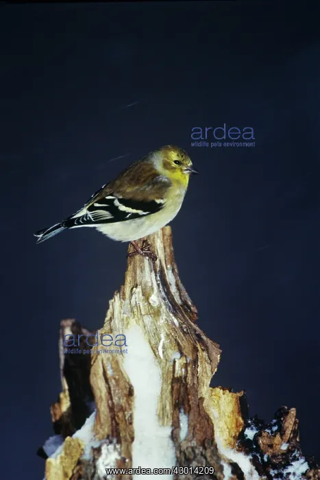 : American Goldfinch - in winter snow : American Goldfinch - in winter snow
