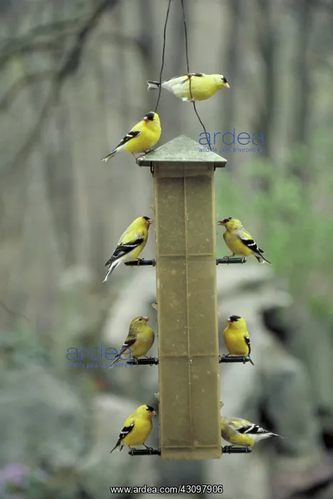 : American goldfinches on thistle feeder : American goldfinches on thistle feeder