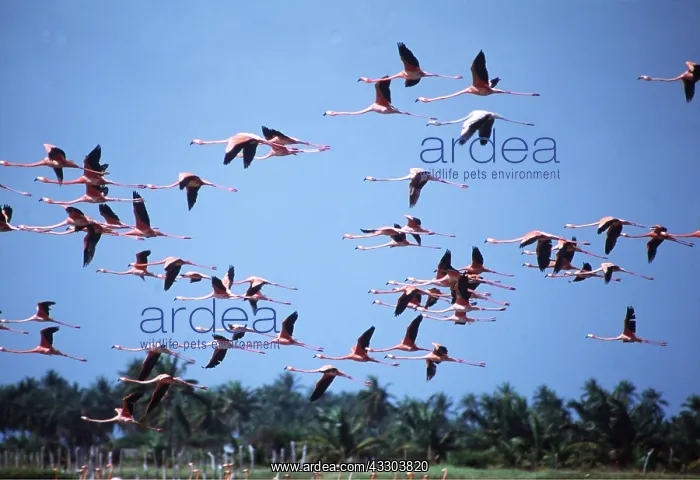 : American Greater FLAMINGO - flock in flight : American Greater FLAMINGO - flock in flight