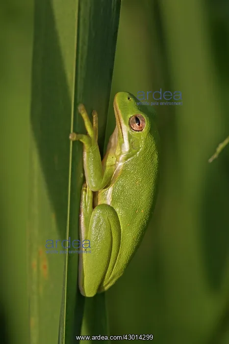  : American Green Tree Frog