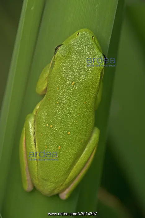  : American Green Tree Frog