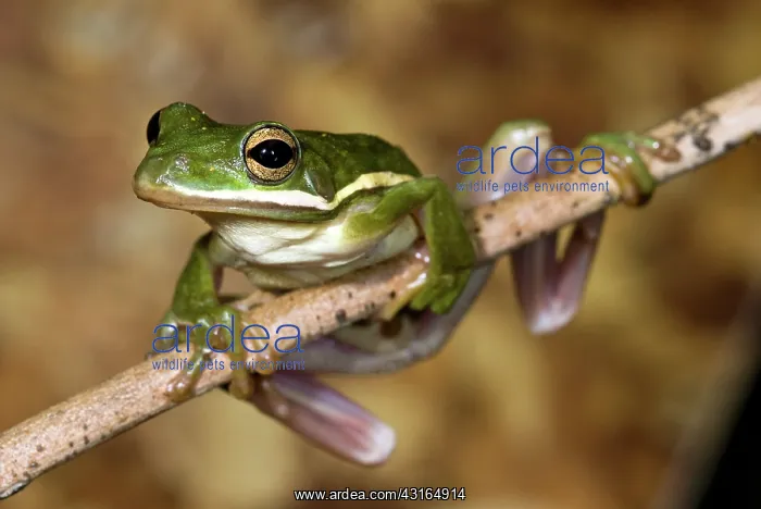 : American Green Tree Frog : American Green Tree Frog