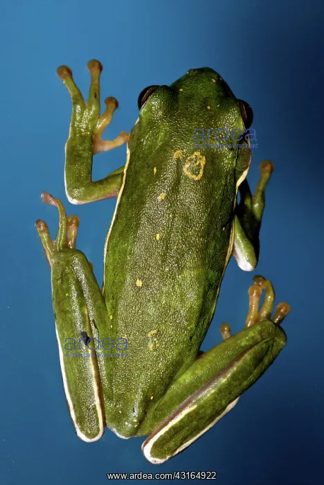 : American Green Tree Frog : American Green Tree Frog