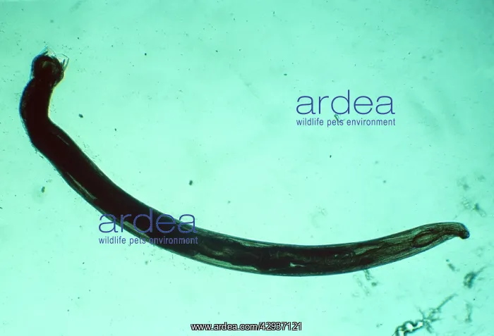 : American Hookworm x 5 magnification : American Hookworm x 5 magnification