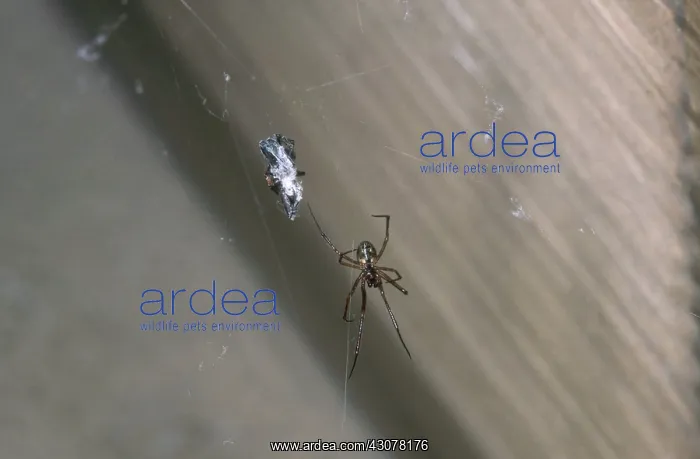  : American House Spider