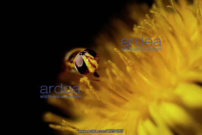  : American Hover Fly, Metasyrphus americanus