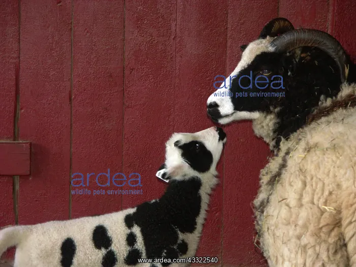: American Jacob Sheep : American Jacob Sheep
