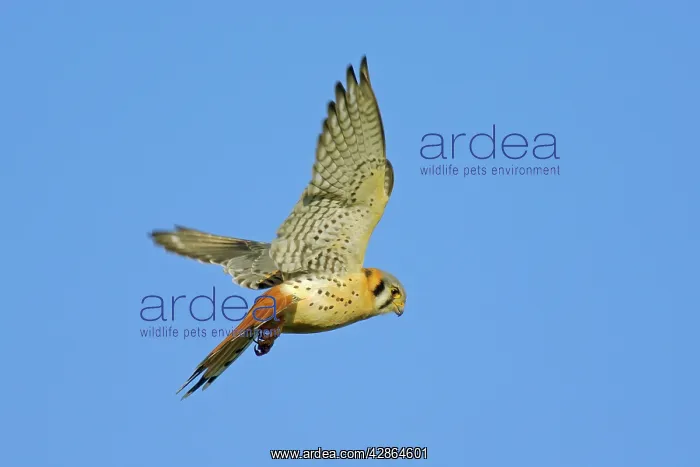 : American Kestral - hovering while hunting : American Kestral - hovering while hunting