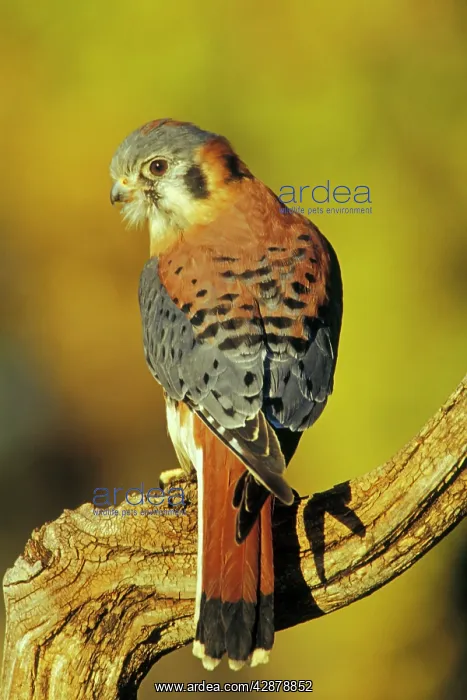 : American Kestrel : American Kestrel