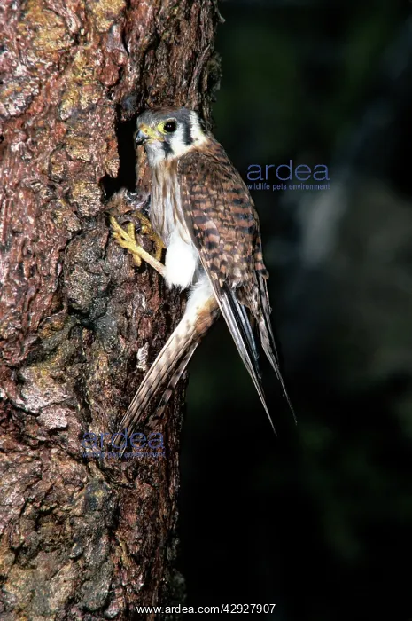  : AMERICAN KESTREL