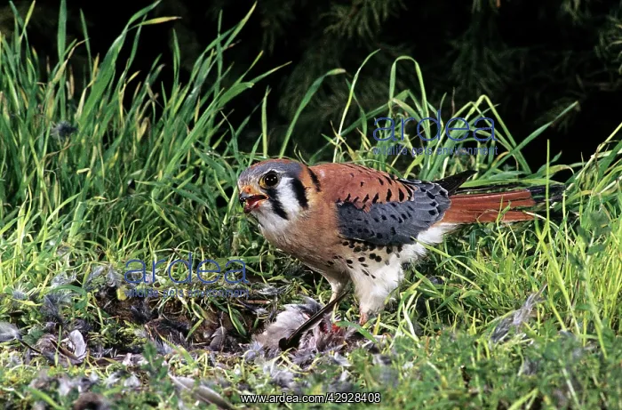: AMERICAN KESTREL : AMERICAN KESTREL