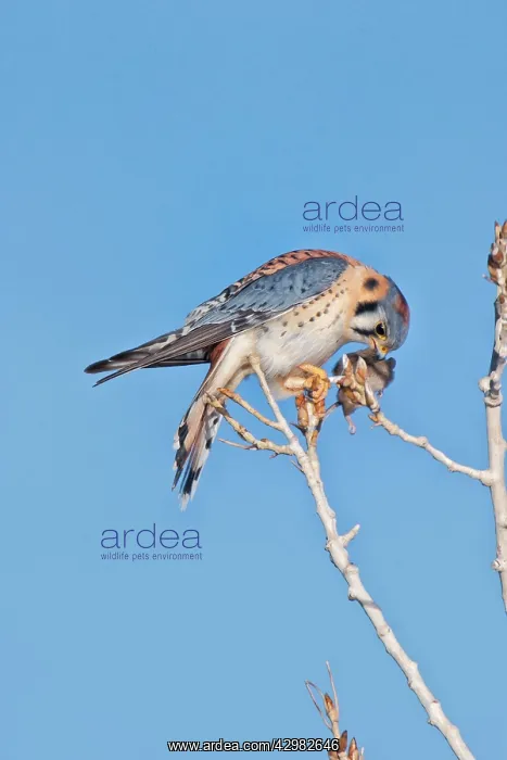 : American Kestrel : American Kestrel