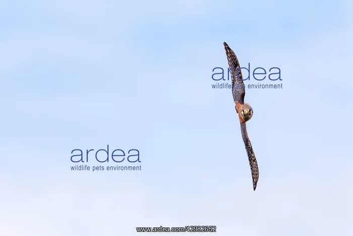 : American Kestrel : American Kestrel