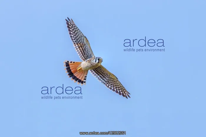 : American Kestrel : American Kestrel
