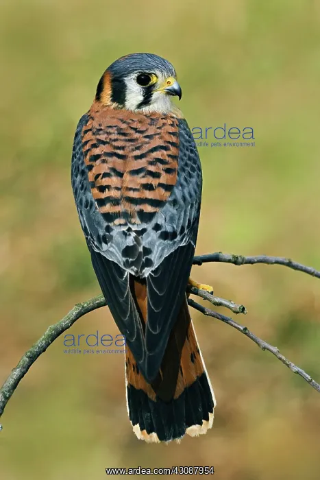 : American Kestrel : American Kestrel