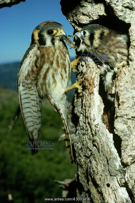 : American Kestrel : American Kestrel