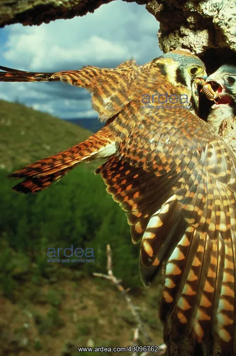 : American kestrel : American kestrel