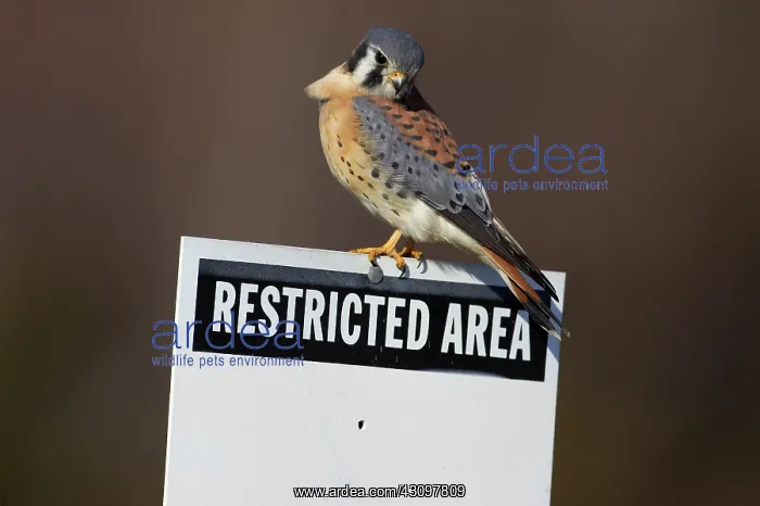 : American Kestrel : American Kestrel