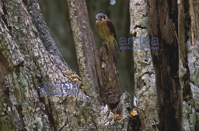 : American Kestrel : American Kestrel