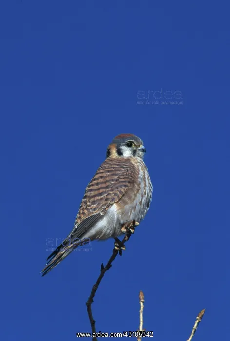 : American Kestrel : American Kestrel