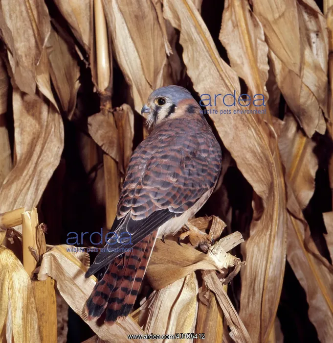 : American Kestrel : American Kestrel
