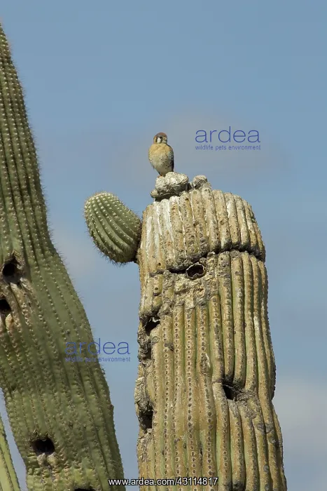  : American Kestrel