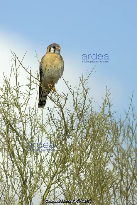 : American Kestrel : American Kestrel
