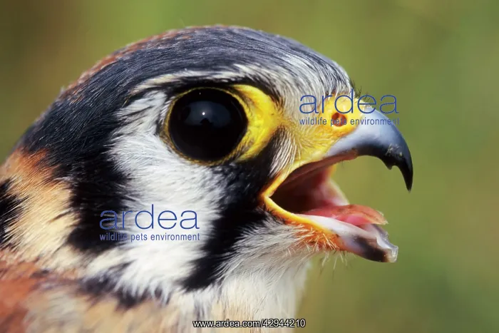  : American Kestrel - at banding station during fall migration