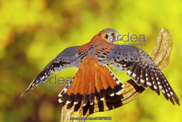 : American Kestrel - displaying, wings oustretched : American Kestrel - displaying, wings oustretched