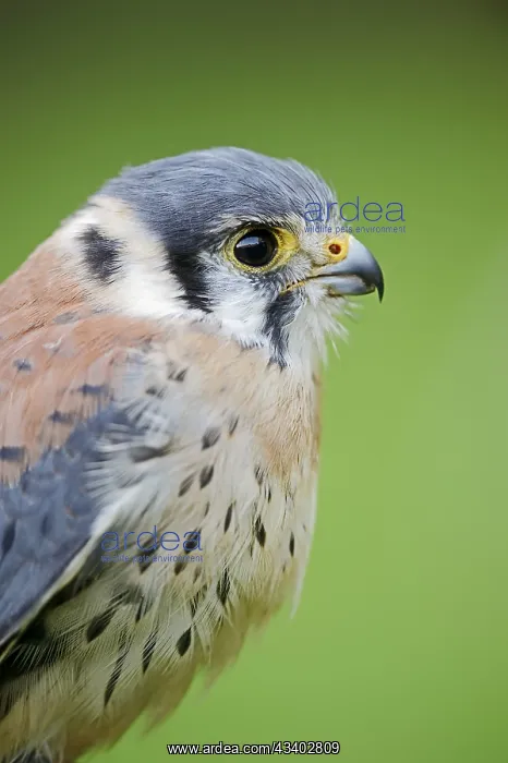 : American Kestrel (Falco sparverius), male, portrait : American Kestrel (Falco sparverius), male, portrait